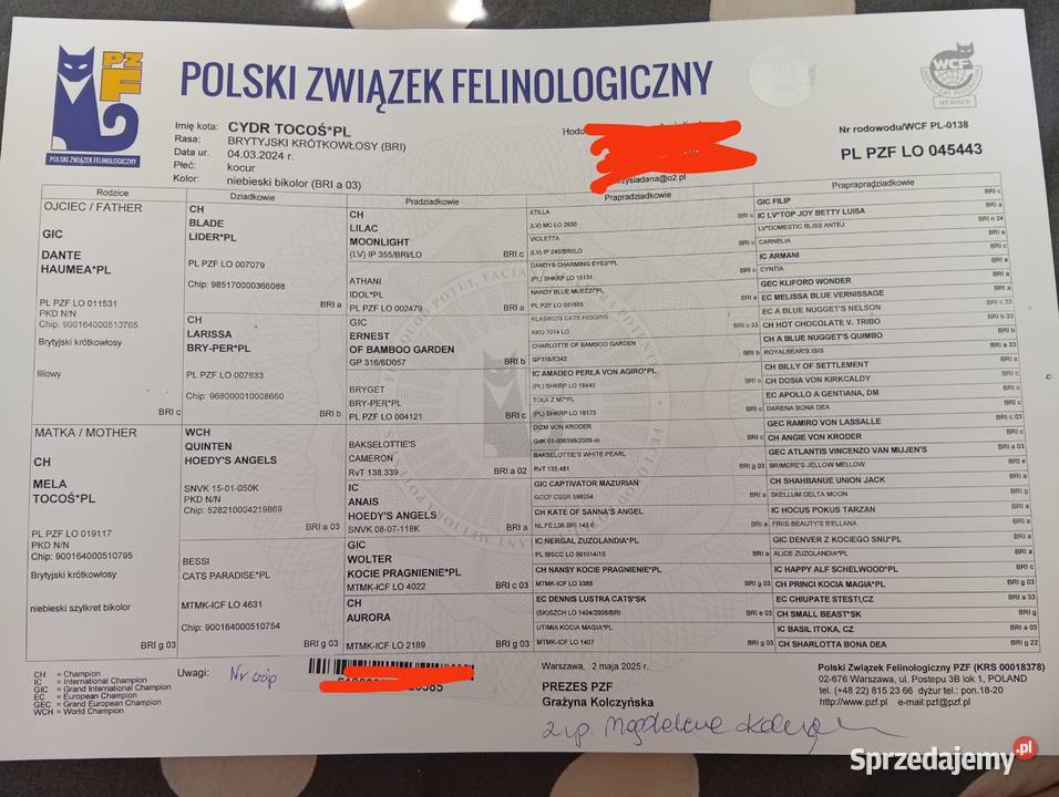 Kocur Kot Brytyjski grand international champion Ostrołęka sprzedam