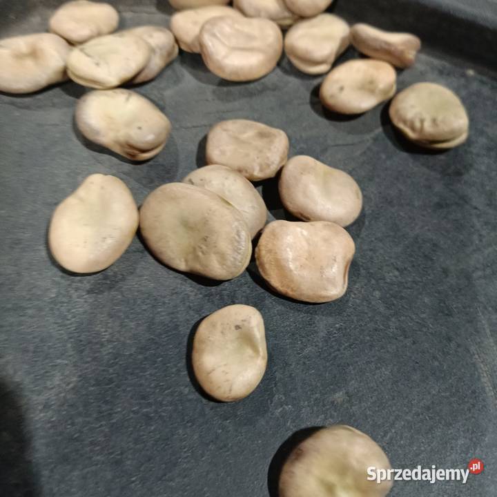 Sprzedam bób odmiany Dragon