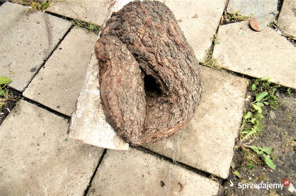 czeczota brzozowa narośl obrzęk Namysłów