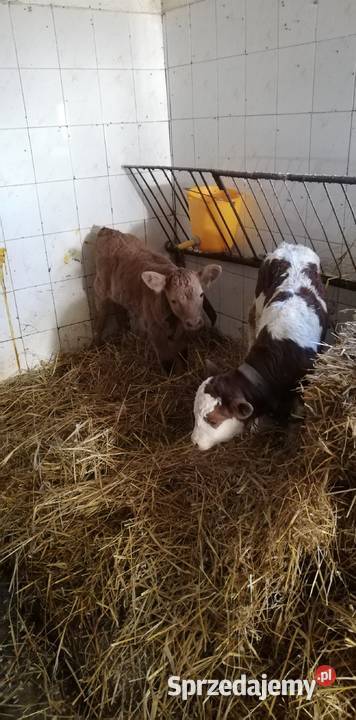Byczki i cieliczka Hłudno