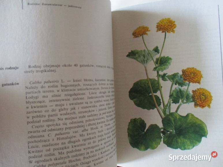 Rośliny skalne Kwiaty letnie Grzyby przyroda biologia, ekologia Książki naukowe i popularnonaukowe Książki naukowe i popularnonaukowe Łódź