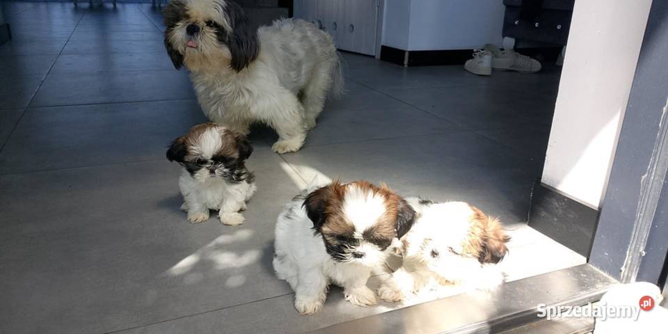 Shih tzu FIFI 8 MIESIECZNY Sychowo