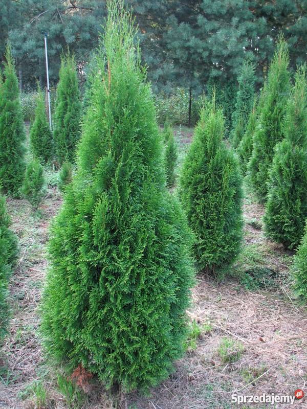 Thuja Smaragd 7080 PRODUCENT Rośliny Rydzyny