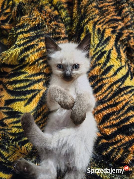 Sprzedam koty syjamskie starego Gorzów Wielkopolski