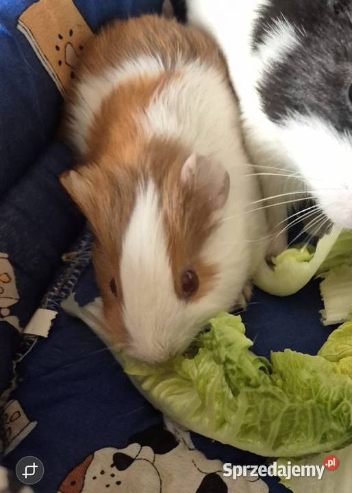 Świnka morska samiec Chełm sprzedam