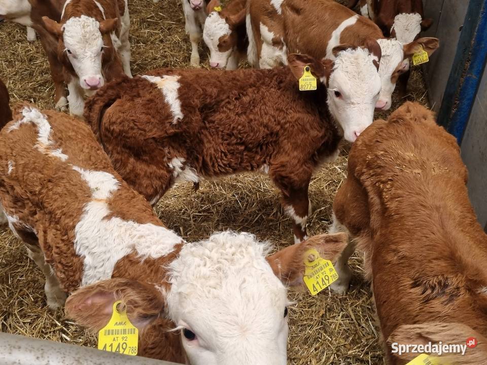 Sprzedaż cieląt mięsnych I mieszańcy Bydło mięsne Radom