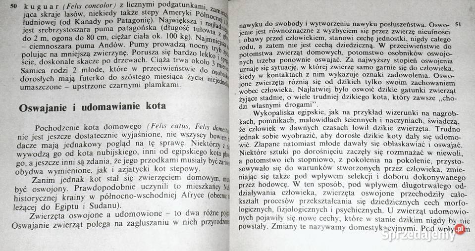 Koty Aleksandra KonarskaSzubska Chełm sprzedam