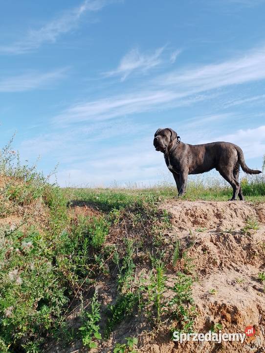 Cane Corso piękny pies wielkopolskie Śmigiel