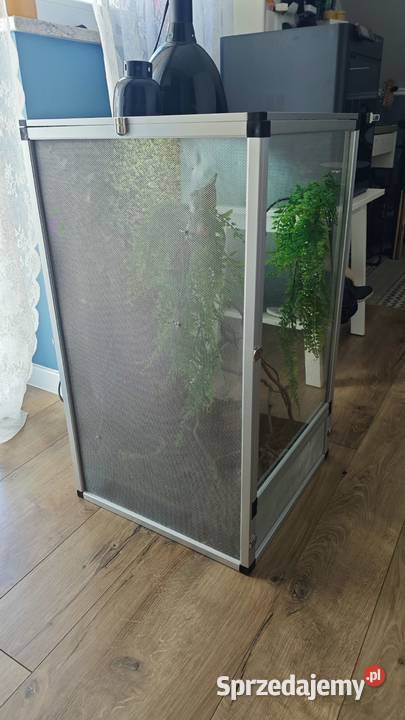 Kameleon Jemeński samiec Terrarium Zestaw Przedborów