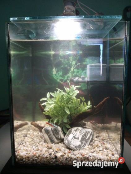 Akwarium kostka 10l Toruń