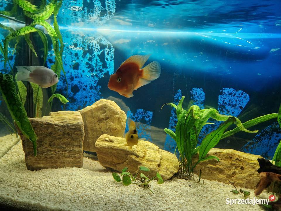 PIELĘGNICE PAPUZIE Toruń