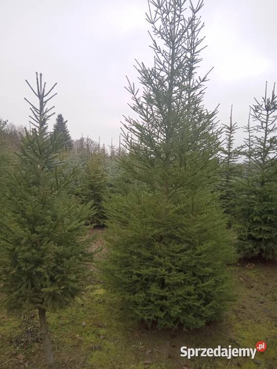 Choinki Świąteczne z plantacji Bełżyce sprzedam