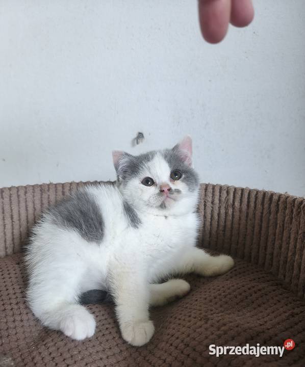 Brytyjski kotka Tarnów