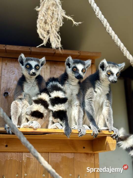 Lemur katta lemury samiec samica para Giżycko
