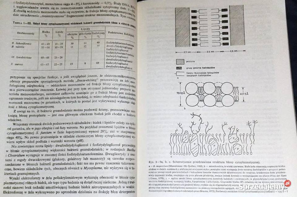 Biologia bakterii K Kotełko L Sedlaczek TM lubelskie Chełm
