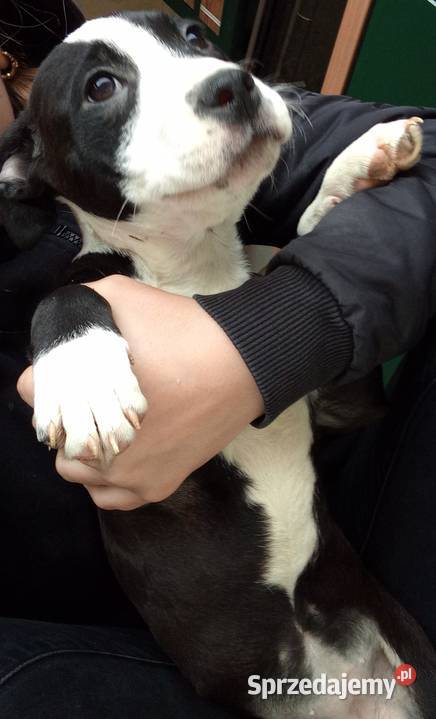 Amstaff suka podkarpackie Pilzno sprzedam