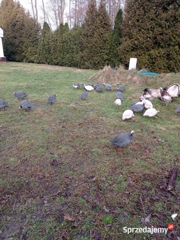 Perliczki samce i samice sprzedam Busko-Zdrój