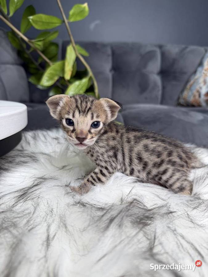 Złota samica Savannah F6 Kraków