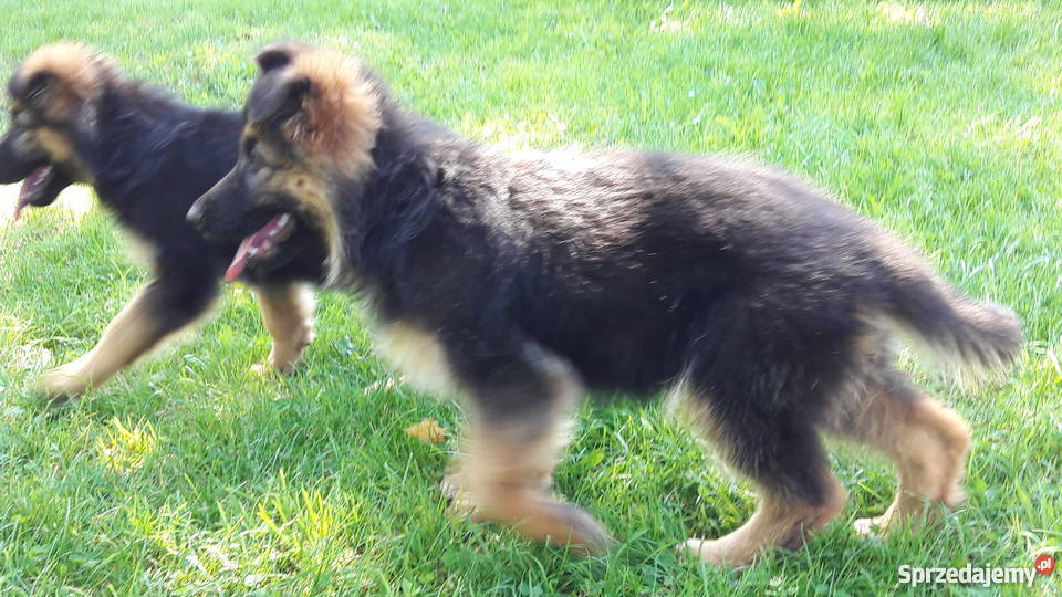 Owczarek niemiecki szczeniaki Chełm Śląski