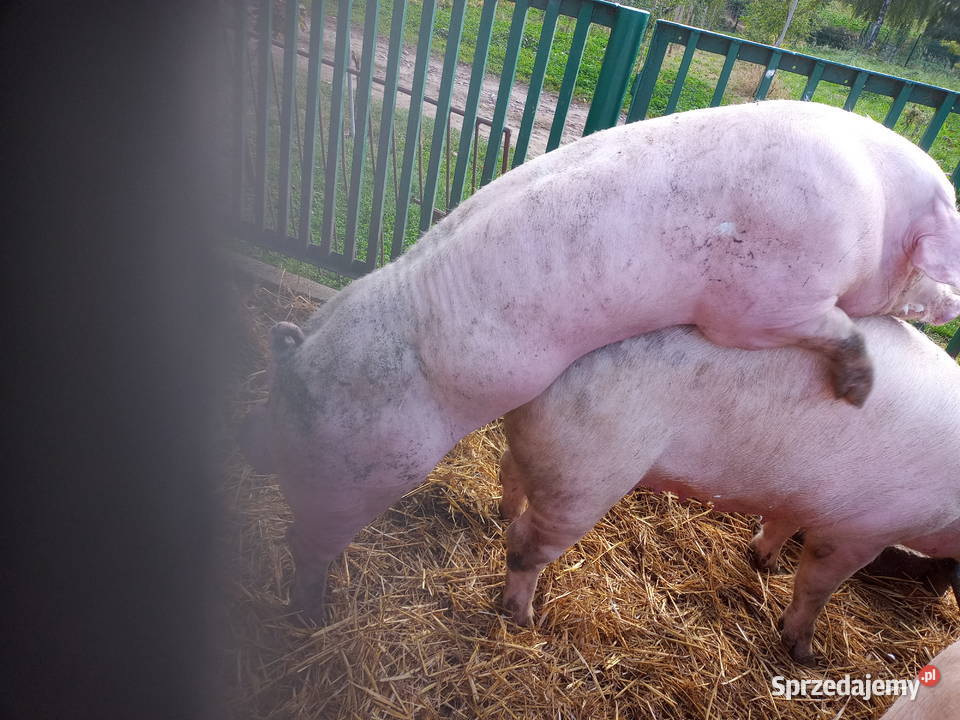 Knurki knury młode knurki Strzałkowo