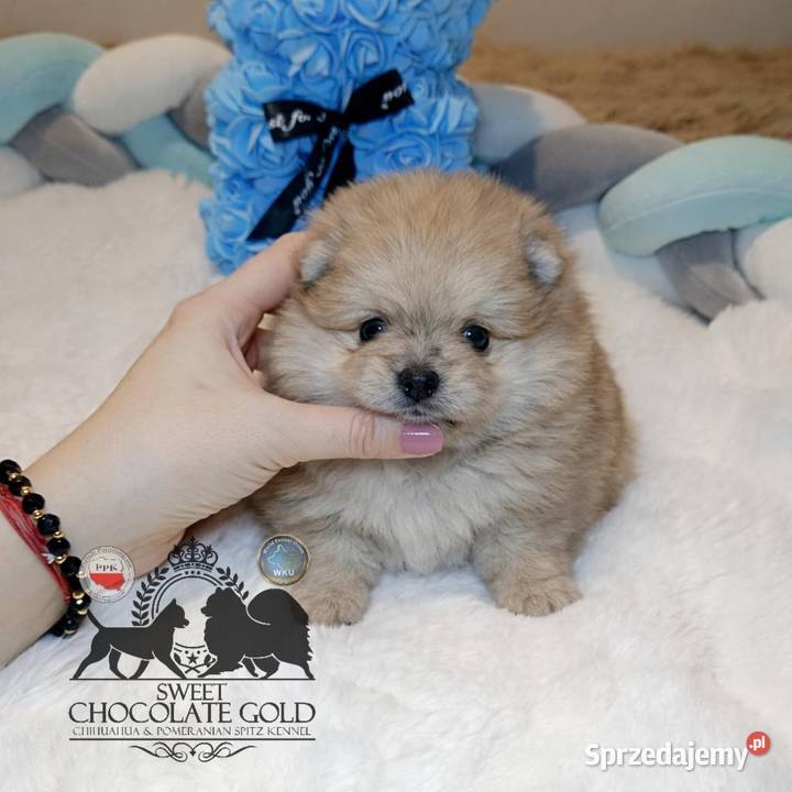 Szpic miniaturowy pomeranian Orange merle Warszawa