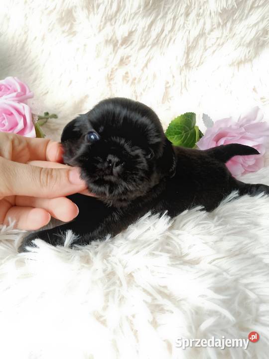 Czarna piękna suczka rasy ShihTzu Kluczbork