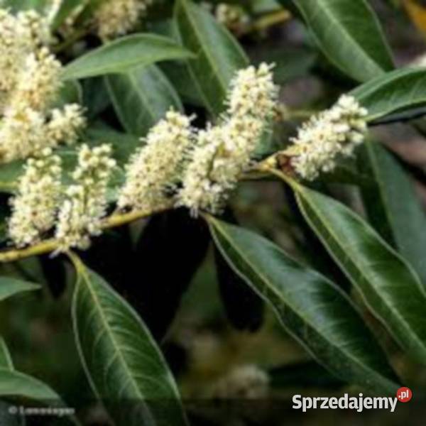 LAUROWIŚNIA WSCHODNIA CAUCASICA sadzonki w Ustronie