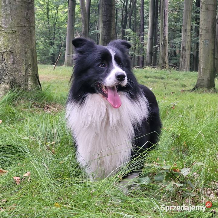 Reproduktor Border Collie FCI Krycie i reprodukcja