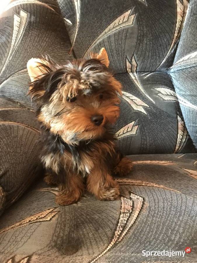 Śliczny mały York York Cieszyn