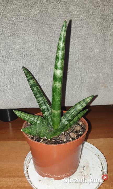 Sansewieria cylindryczna gruba Boncel sansa Warszawa