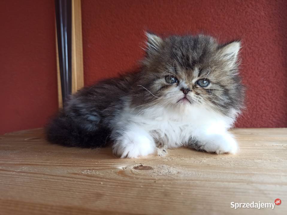 Kocięta perskie persy pers