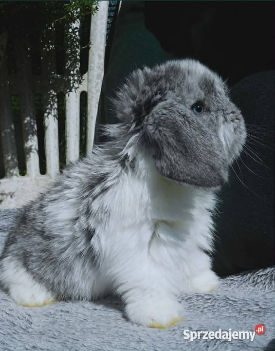 Śliczne kroliczki mini lop Poznań sprzedam