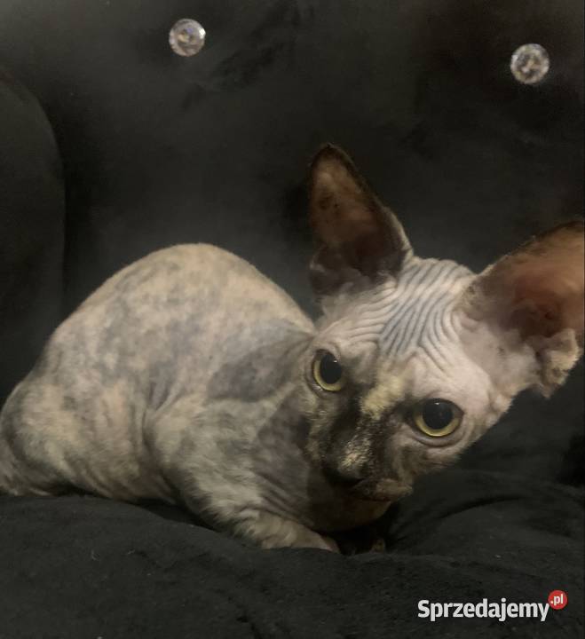 Sfinks Kanadyjski Diablica do odbioru wielkopolskie Leszno