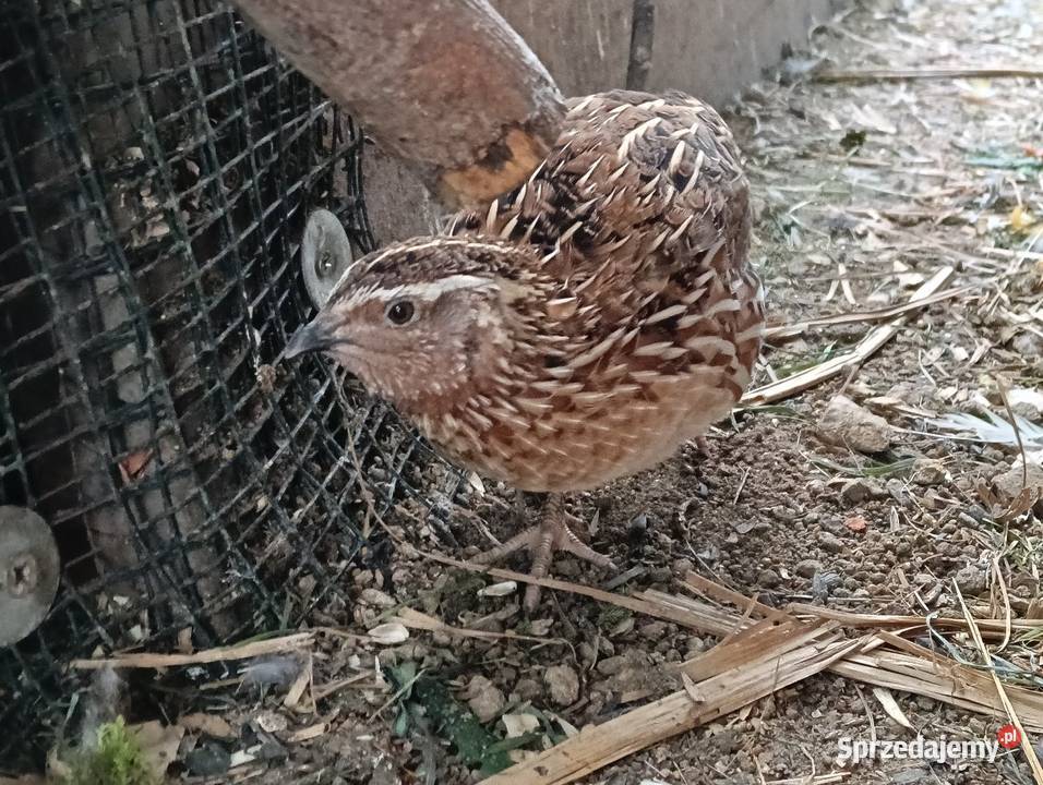 Koguty przepiórki japońskiej
