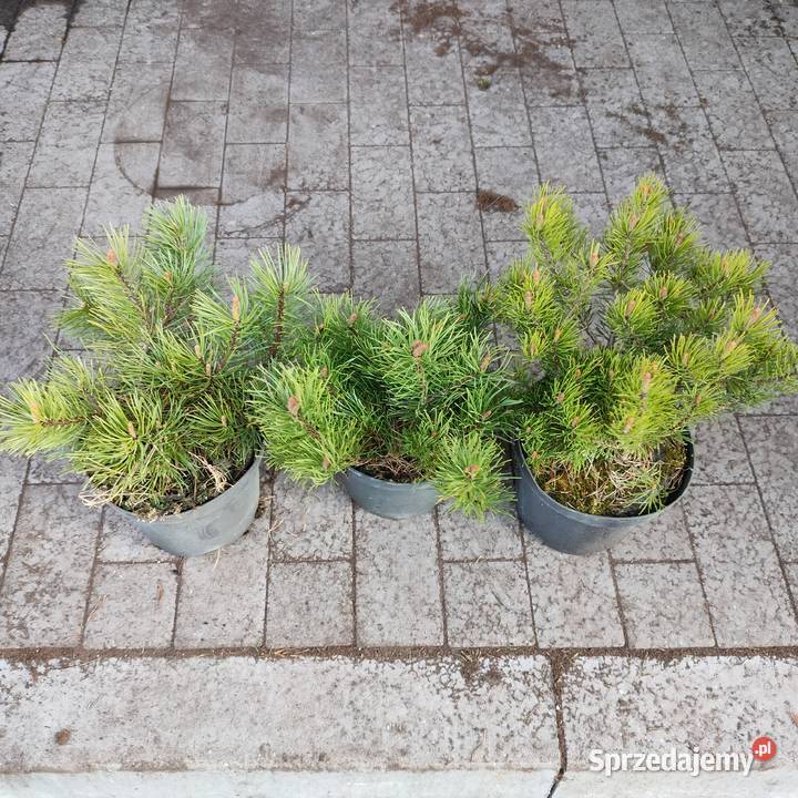 Sosna kosodrzewina pumillio czarna limba Jelitów