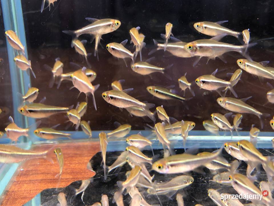 Neon czarny Neonki czarne łódzkie Justynów