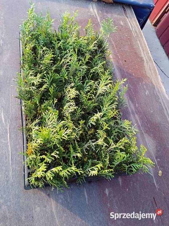 Tuja szmaragd multiplat sprzedam
