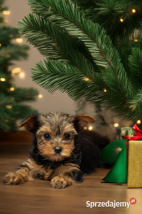 Yorkshire terrier York Morąg