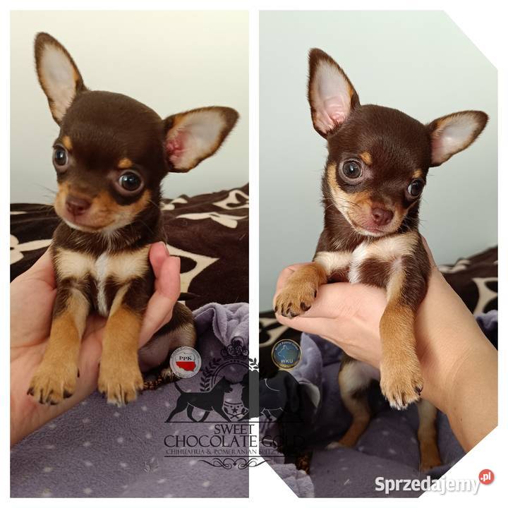 Chihuahua krótkowłosa czekoladowa suczka rodowód Bełchatów