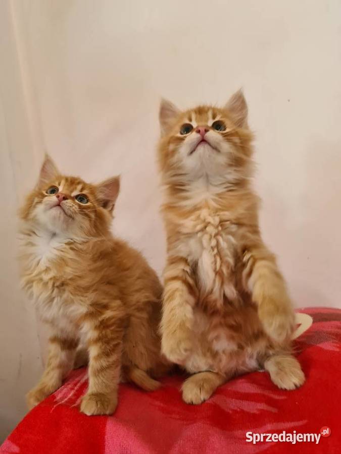 Maine Coon Drygulec