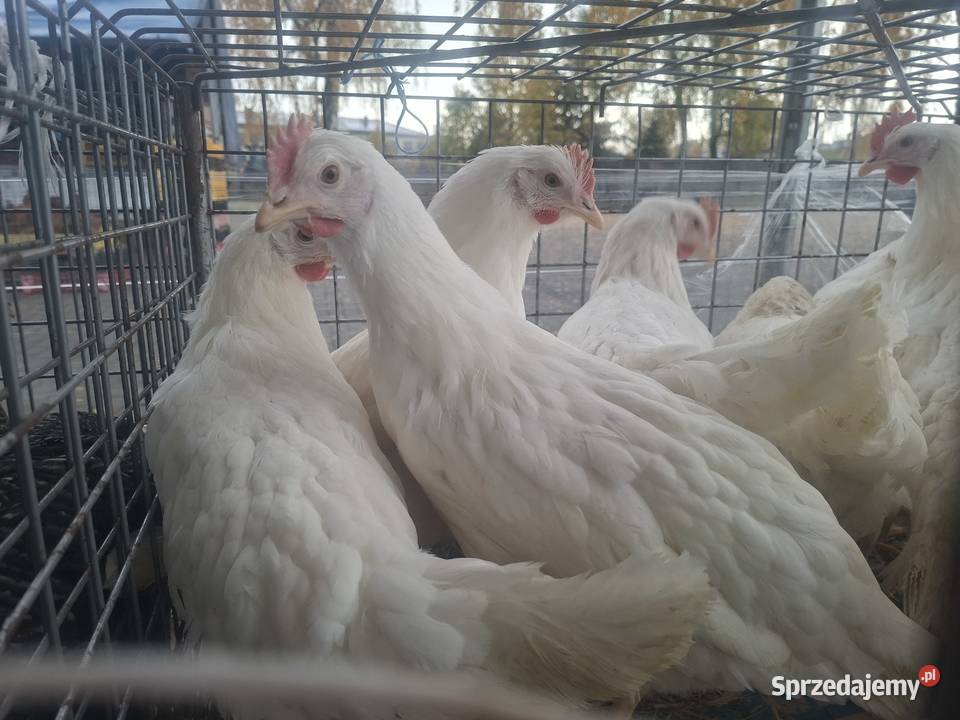 Kury Nioski Lohmann leghorn Rosa Dominant Drób i ptactwo Częstochowa