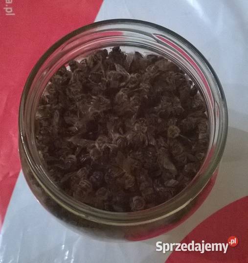 Martwę pszczoły Podmor Osyp pszczół Na prostate mazowieckie