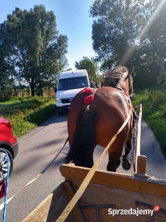 Sprzedam klacz Sędziszów Małopolski