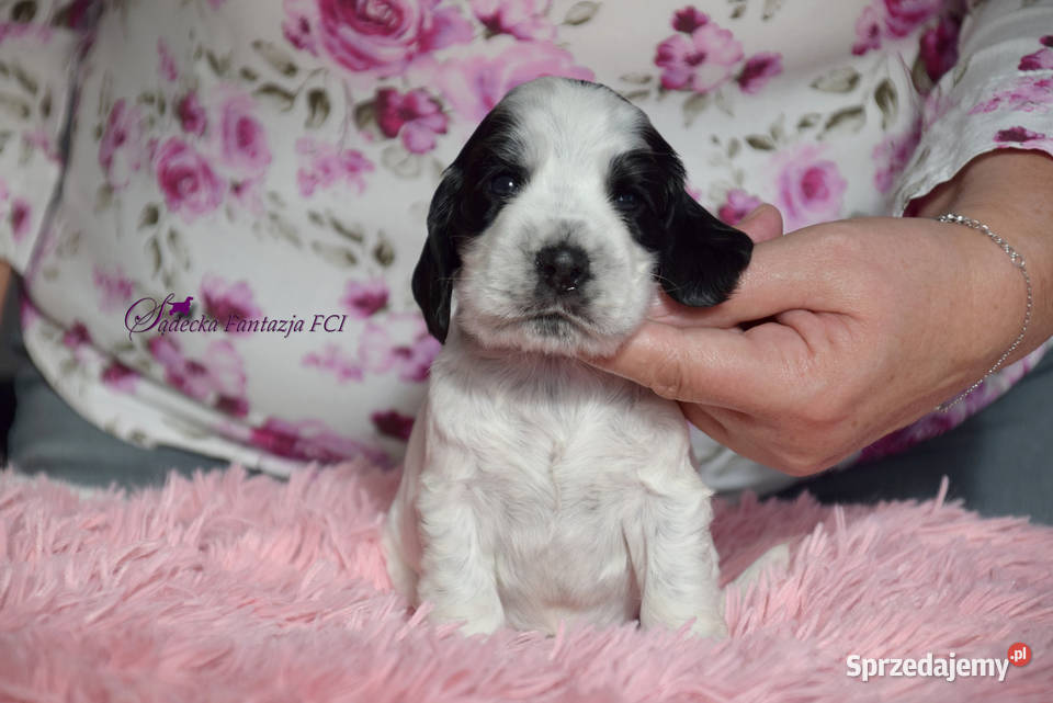 Cocker Spaniel Angielskipiesek niebiesko srebrny Psy Nowy Sącz