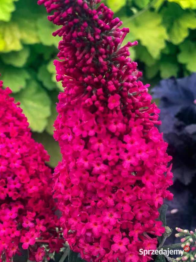 Budleja Dawida Prince Charming Kadłub