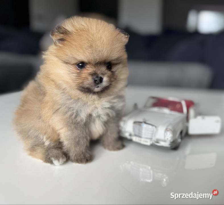 Szpic miniaturowy Pomeranian Bobo Zwierzęta pomorskie Kolbudy