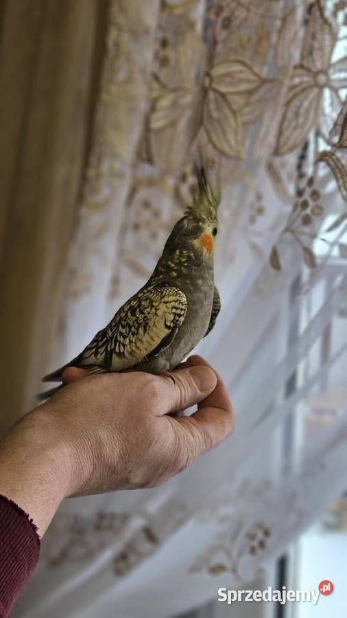 Papuga nimfa Bydgoszcz