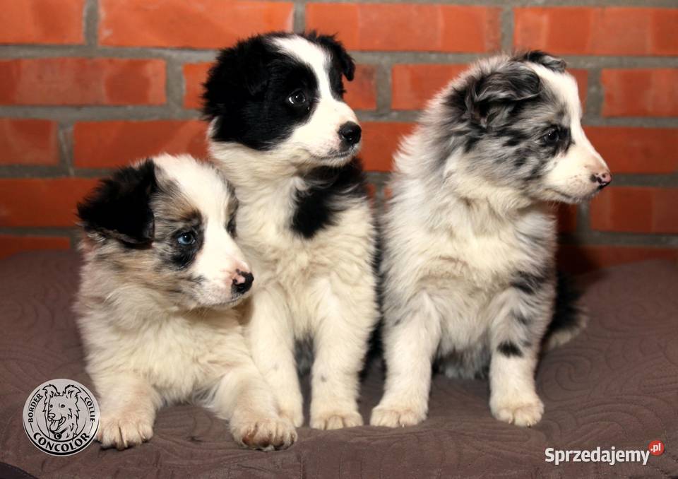 Border Collie szczeniak czarnobiały tricolor Jastrzębia