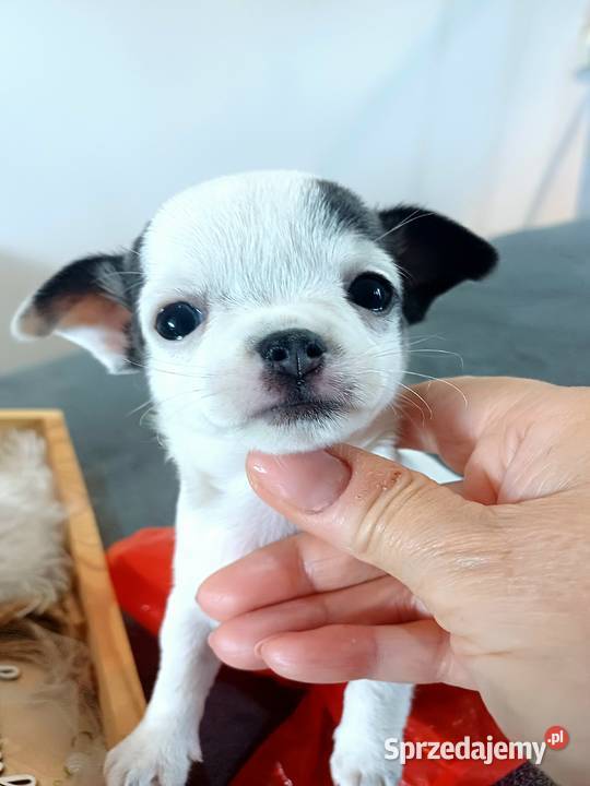 Biała Zjawiskowa Dziewczynka Chihuahua