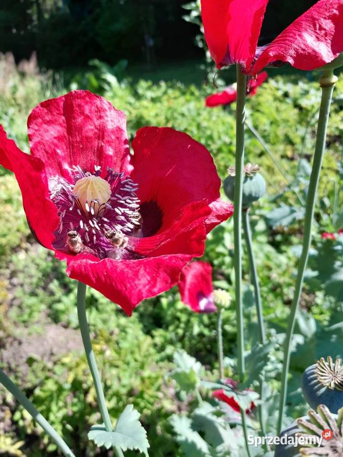 domek na Wielkanoc Pozostałe śląskie Żywiec